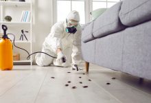how-often-should-you-schedule-pest-control-services-for-your-home?