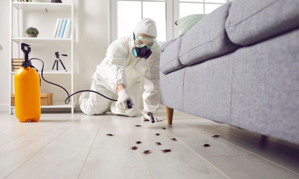 how-often-should-you-schedule-pest-control-services-for-your-home?